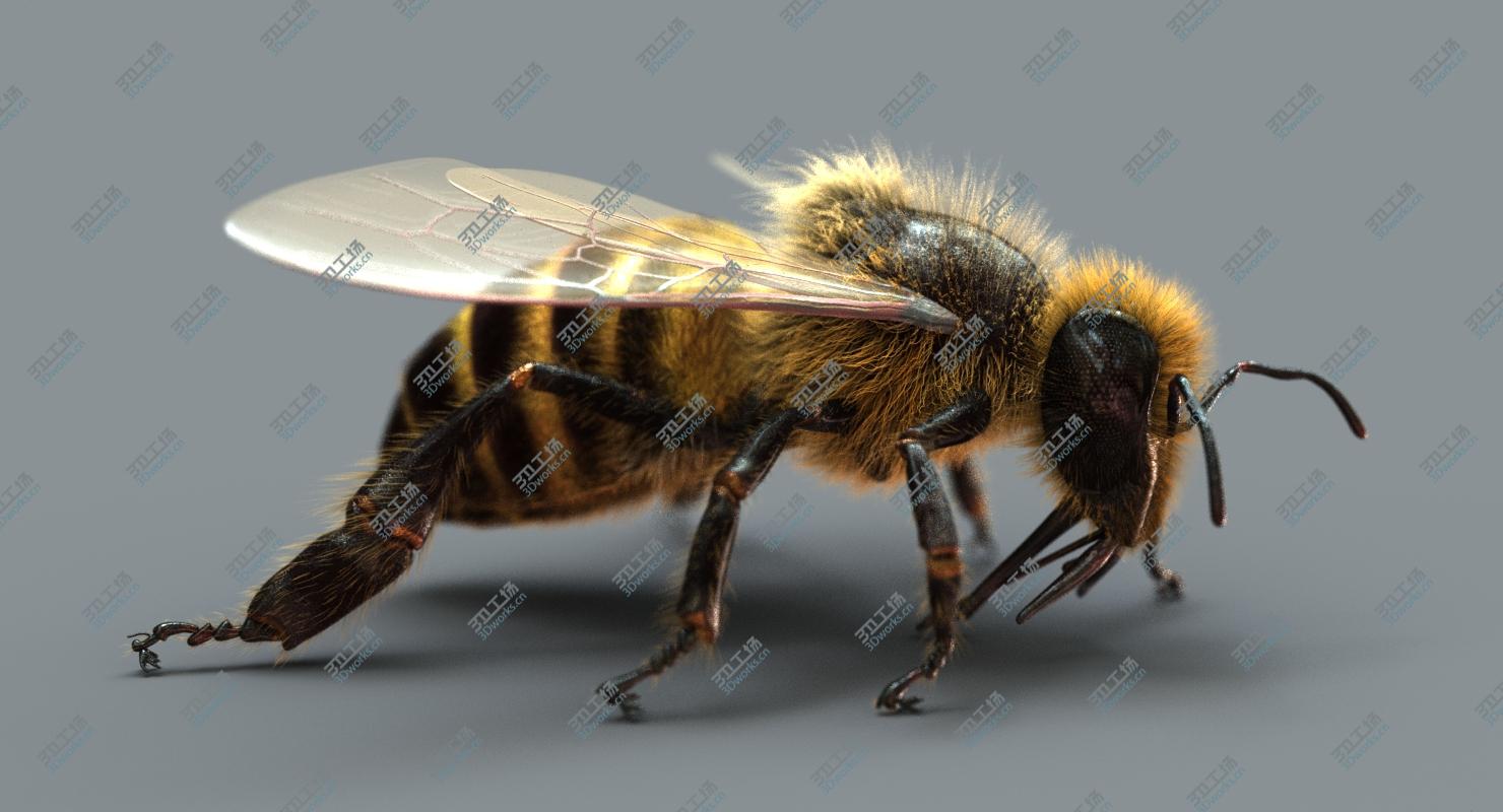 images/goods_img/20210313/3D Honeybee (2) (FUR) 3D model/3.jpg